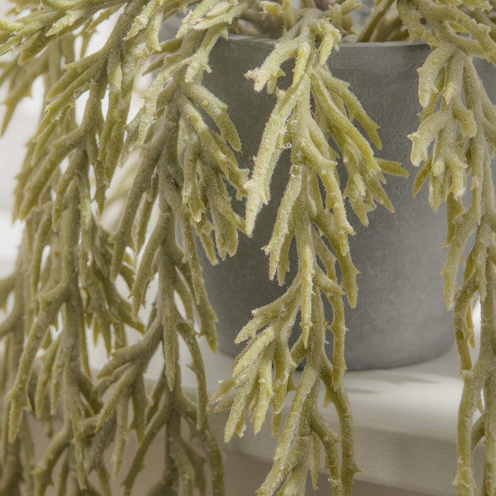Kew Trailing Succulent in Cement Pot - 20cm - Laura James