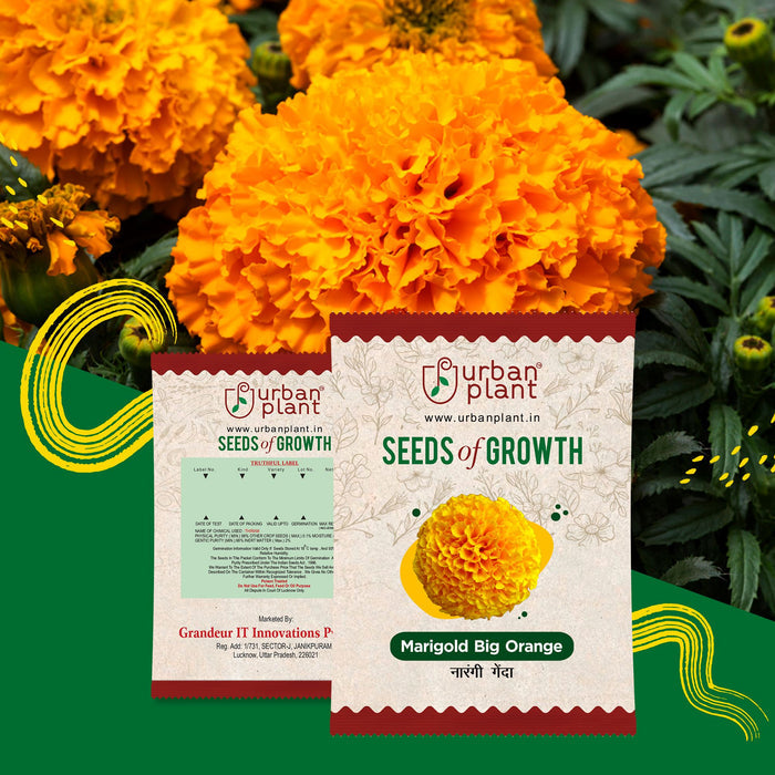 Marigold Big Flower Seeds Urban Plant