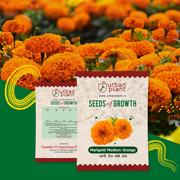 Marigold Medium Orange Flower Seeds Urban Plant