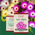 Mesembryanthemum Flower Seeds Flower Seed Urban Plant