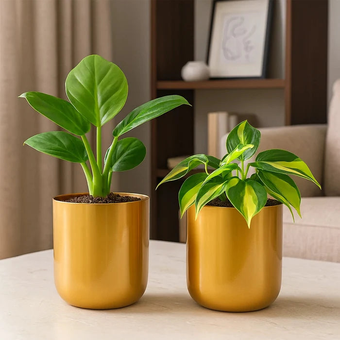 Metallic Miniature Planter (Gold - Pack of 2) Metal Planter Urban Plant