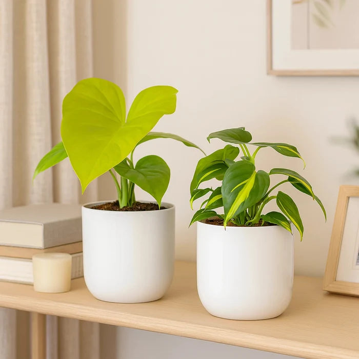 Metallic Miniature Planter (White - Pack of 2) Metal Planter Urban Plant