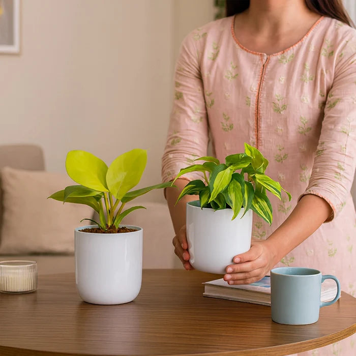 Metallic Miniature Planter (White - Pack of 2) Metal Planter Urban Plant