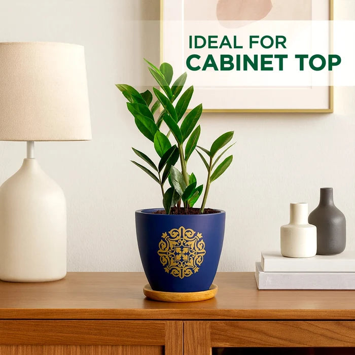 Motif Terracotta Pot With Wooden Saucer Urban Plant