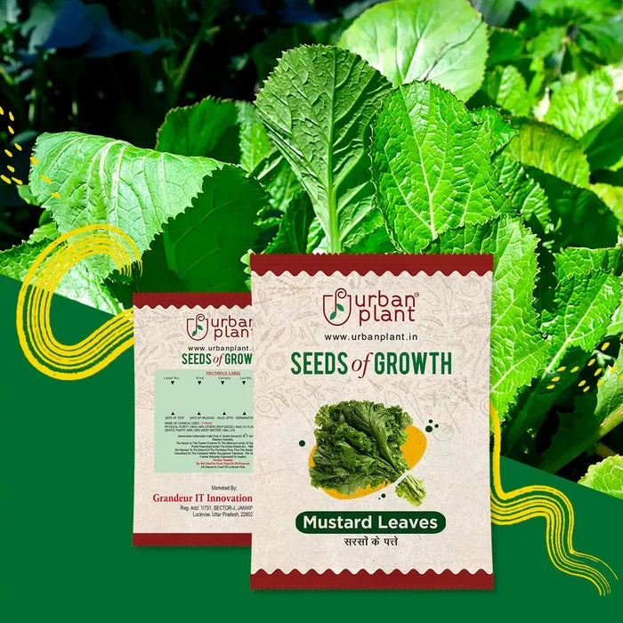 Mustard Leaves Seeds Vegetable Seed Urban Plant