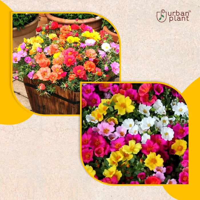 Portulaca Mix Flower Seeds Flower Seed Urban Plant