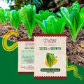 Romaine Lettuce Seeds Vegetable Seed Urban Plant