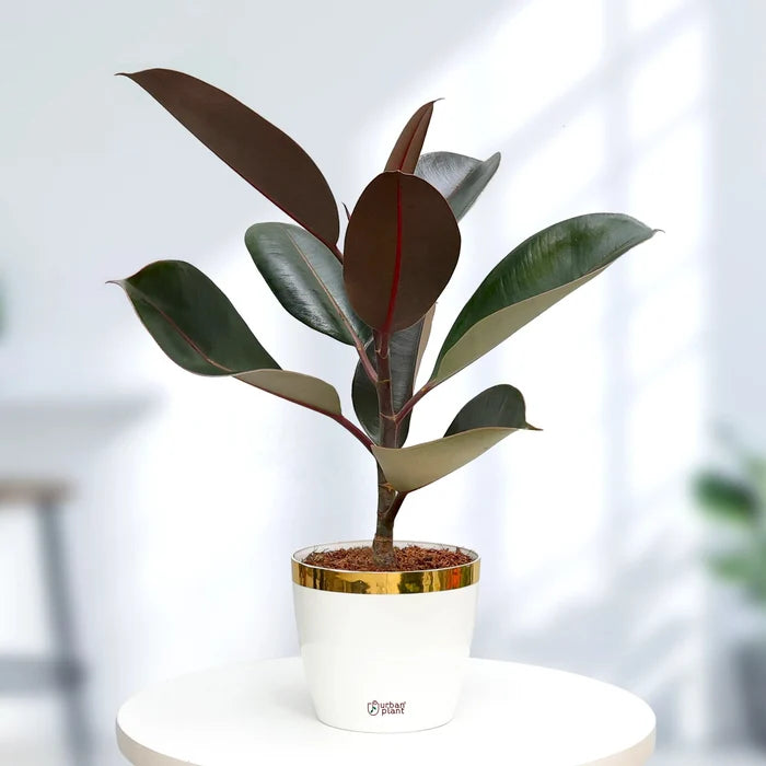 Rubber Plant Plant Urban Plant Plantura Pot Medium