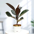 Rubber Plant Plant Urban Plant Plantura Pot Medium