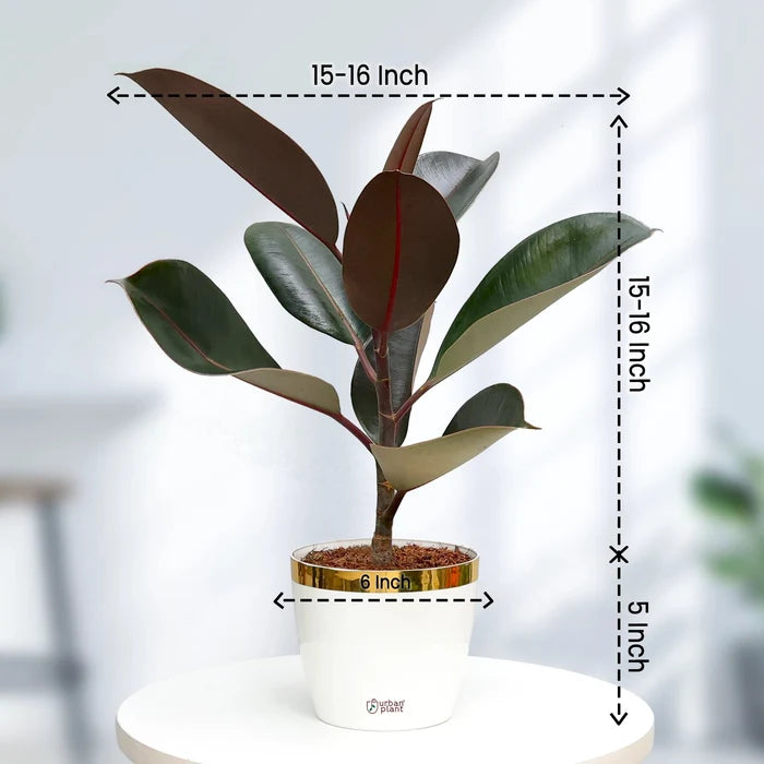 Rubber Plant Plant Urban Plant