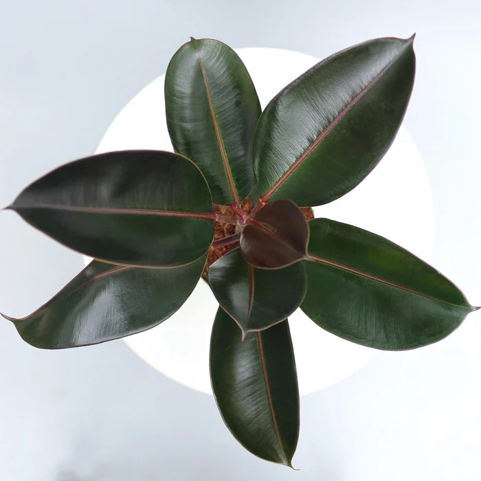 Rubber Plant Plant Urban Plant