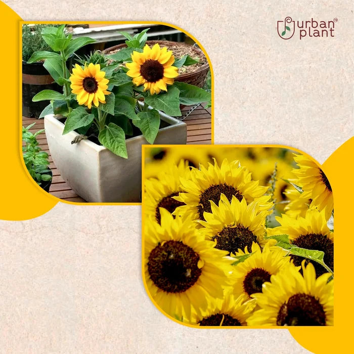 Sunflower Big Bloom Flower Seeds Flower Seed Urban Plant