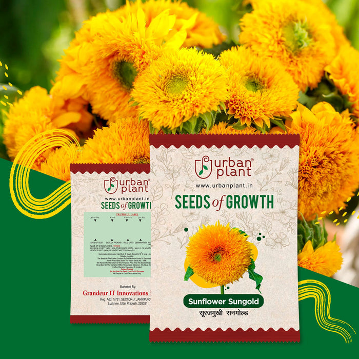 Sunflower Sungold Flower Seeds Urban Plant