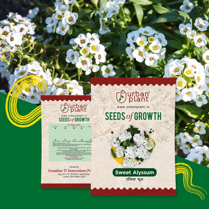 Sweet Allysum Flower Seeds Urban Plant