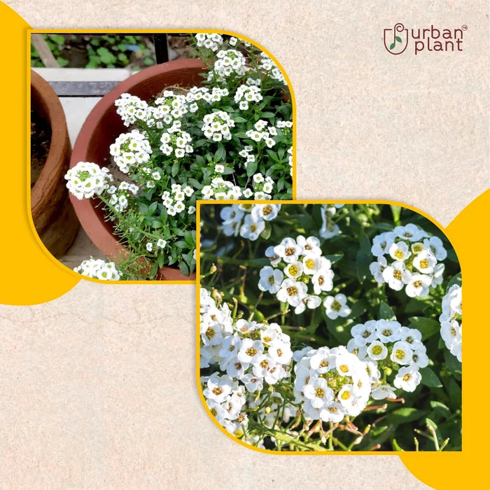 Sweet Allysum Flower Seeds Flower Seed Urban Plant