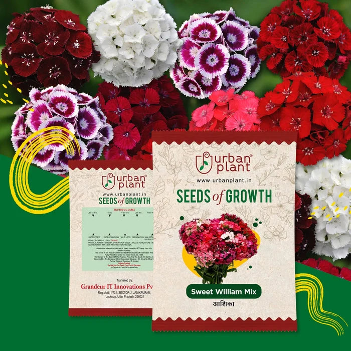 Sweet Willium Mix Flower Seeds Urban Plant
