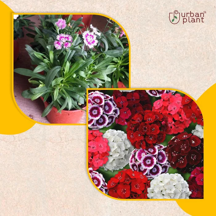 Sweet Willium Mix Flower Seeds Flower Seed Urban Plant