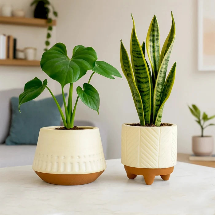 Terracotta Wonders - (Set of 2) Terracotta Pot Urban Plant Terracotta Aura