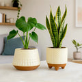 Terracotta Wonders - (Set of 2) Terracotta Pot Urban Plant Terracotta Aura
