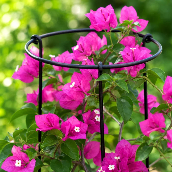 Urban Plant Minimalistic Trellis Plant Support - (Pack of 3)