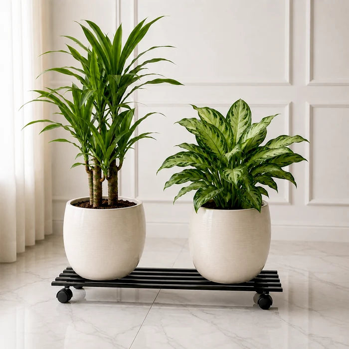 Urban Plant Rectangular Caddy with Wheel Rolling Plant Stand