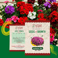 Verbena Mix Flower Seeds Urban Plant