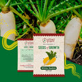 Radish Seeds Urban Plant