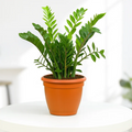 ZZ Plant in Grower Pot Urban Plant Green