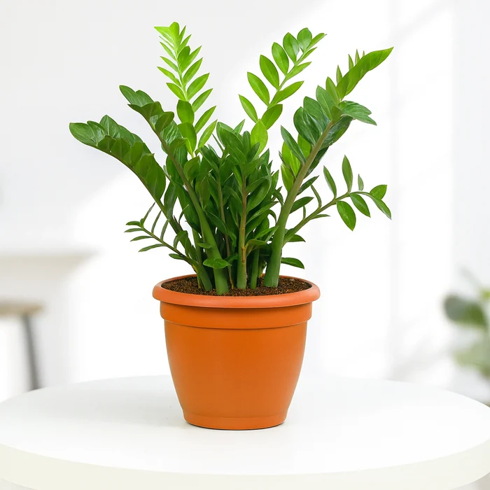 ZZ Plant in Grower Pot Urban Plant Green