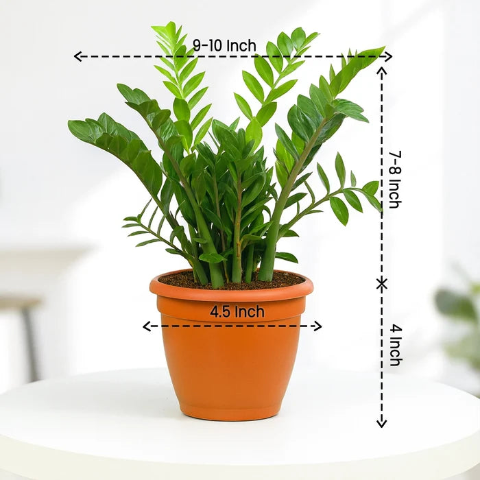 ZZ Plant in Grower Pot Urban Plant