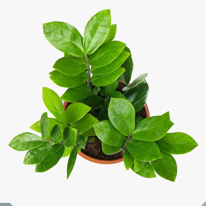 ZZ Plant in Grower Pot Urban Plant